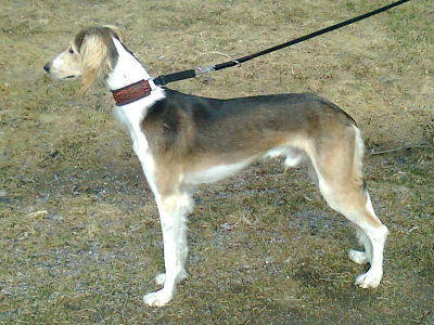 Tazillah Fadil Amarion